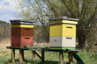ul pszczoły pasieka natura wiosna