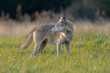 Wilk szary łac. Canis lupus spogląda za siebie na tle zielonej łąki. Fotografia z okolic Gostynia, Polska.
