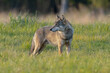 Wilk szary łac. Canis Lupus spogląda za siebie na tle zielonej łąki. Fotografia okolice Gostynina Polska.