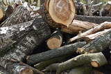 Fototapeta  - ścięte drzewa pień las