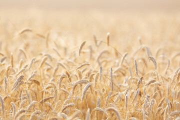 Wall Mural - Ripening ears of rye in a field. Field of rye in a summer day