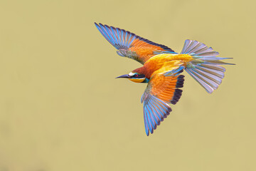 bee eater flying on blurred background