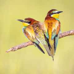 Canvas Print - Couple of European Bee Eater perched on branch