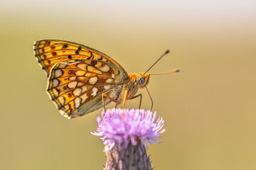 Canvas Print - Niobe Fritillary Butterfly on Flower