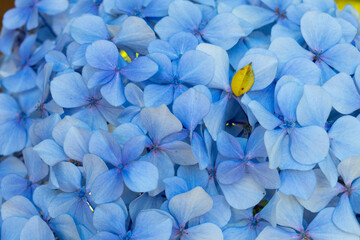 Blue Flower yellow leaf