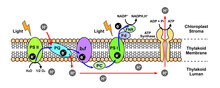 Scientific Designing Of Light-Dependent Reactions Of Phtosynthesis. Vector Illustration.