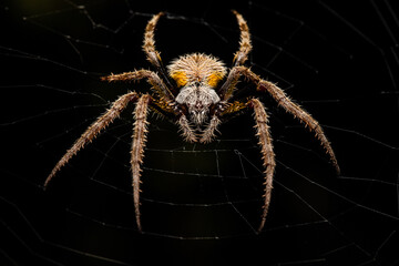 Wall Mural - Tropical Orb Weaver Spider in Web