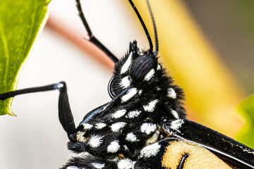 Wall Mural - Monarch Butterfly Macro Face Detail