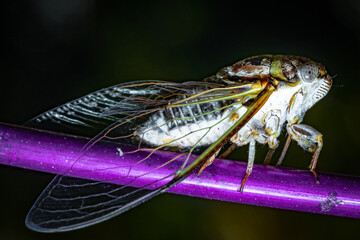 Wall Mural - Adult Cicada Up Close Macro Detail