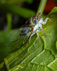Wall Mural - Adult Cicada Up Close Macro Detail