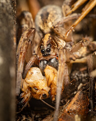 Wall Mural - Wolf Spider Attacking a Mole Cricket