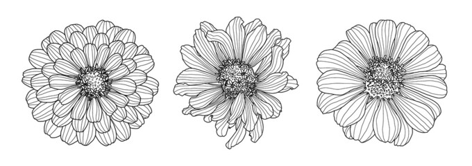 Three drawings of Zinnia flower isolated on white backdrop. Element for design in line art style for greeting card, wedding invitation, coloring book.