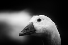 A Beautiful White Goose Head Portrait With Pretty Expression In The Face Watching Other Geese