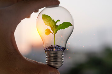 Wall Mural - The hand that emerged from the ground, including a small tree growing in an energy-saving light bulb, an energy saving