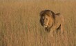 majestic male lion walking in the morning light in the tall grasslands of the wild Masai Mara, Kenya