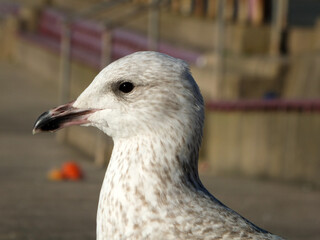 close up of a the head of a juvenile herring gull sitting on the steps in the promenade area of blackpool