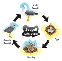 Seagull Life Cycle Infographic Diagram Showing Different Phases And Development Stages Including Eggs Nestling Juvenile And Adult Seagull For Biology Science Education Vector