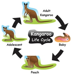 Wall Mural - Kangaroo Life Cycle Infographic Diagram showing different phases and development stages including baby birth pouch adolescent and adult for biology science education vector