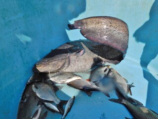 wels catfish Silurus glanis also called sheatfish or just wels  large species of catfish native to wide areas of central, southern, and eastern Europe, in the basins of the Baltic, Black and Caspian S