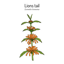 Lions Tail Or Wild Dagga Leonotis Leonurus , Medicinal And Ornamental Plant