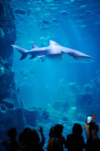 People Seeing Shark In Aquarium