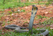 Dangerous King Cobra Ready To Attack