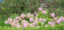 Pink Blooming Hydrangea And Apple Tree With Ripe Red Apples