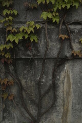 Poster - Vegetation in an urban park