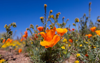 Wide angle close up shot of Poppy plant against blue sky background