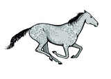 Fototapeta Konie - Galloping horse or mustang. Dapple grey color coat pony running. Equine gallop motion. Isolated vector hand drawn cartoon pose.