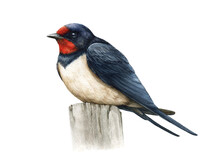Swallow Bird Watercolor Illustration. Hand Drawn Barn Swallow On A Stump. Small Common Bird Realistic Image. Wildlife Avian On White Background