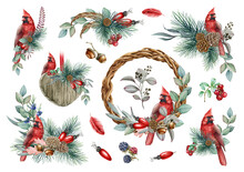 Winter Floral Rustic Set. Watercolor Illustration. Hand Drawn Natural Decor With Red Cardinal Bird, Pine, Eucalyptus Leaves, Acorn, Berries Collection. Decoration Set On White Background