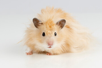 Aufkleber - fluffy Syrian hamster on a light background