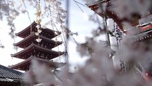 Sensoji Temple In Tokyo, Japan. Asakusa Kannon Temple, Cherry Tree Blossom. Full Bloom Sakura. High Quality Footage