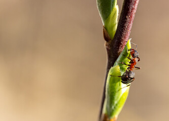 ant on a leaf