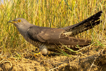 Common Cuckoo - Cuculus Canorus - On Ground  In Grass. Picture From Danube Delta In Romania.