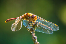 Vagrant Darter Male Dragonfly Sympetrum Vulgatum