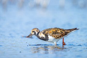 Wall Mural - Closeup of a Rubby turnstone Arenaria interpres wading bird foraging between rocks at the sea coast