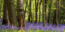 Bluebells Growing Wild Underneath The Trees In Adams Wood, Located Between Frieth And Skirmett In The Chiltern Hills, Buckinghamshire UK.