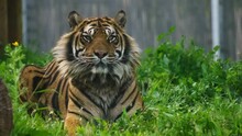 Sumatran Tiger Lying On The Grass, Looking At The Camera. Wildlife Protection Concept. Slow Motion, Close Up. 
