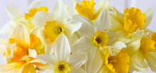 Yellow Daffodils Of Different Varieties As Background