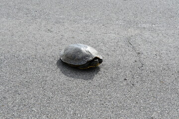 Sticker - Turtle in the Middle of a Highway