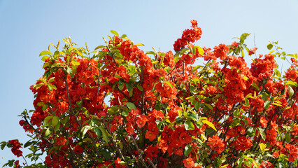 Wall Mural - The Japanese Quince flowers are in full bloom due to abundant precipitation in spring 2022
