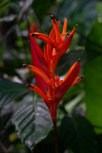 Orange Flower In Costa Rica