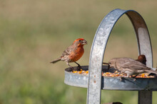 A House Finch Sitting On A Bird Feeder