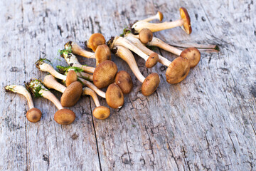 Wall Mural - Honey agaric on old wooden surface top view, soft focus. Harvest of autumn forest mushrooms