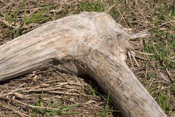 root, branch, stump of a tree in spring