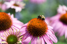 Bumblebee On A Pink Coneflower