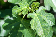 Green Fig Leaves In The Garden