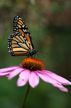 Monarch Butterfly On Pink Daisy Flower